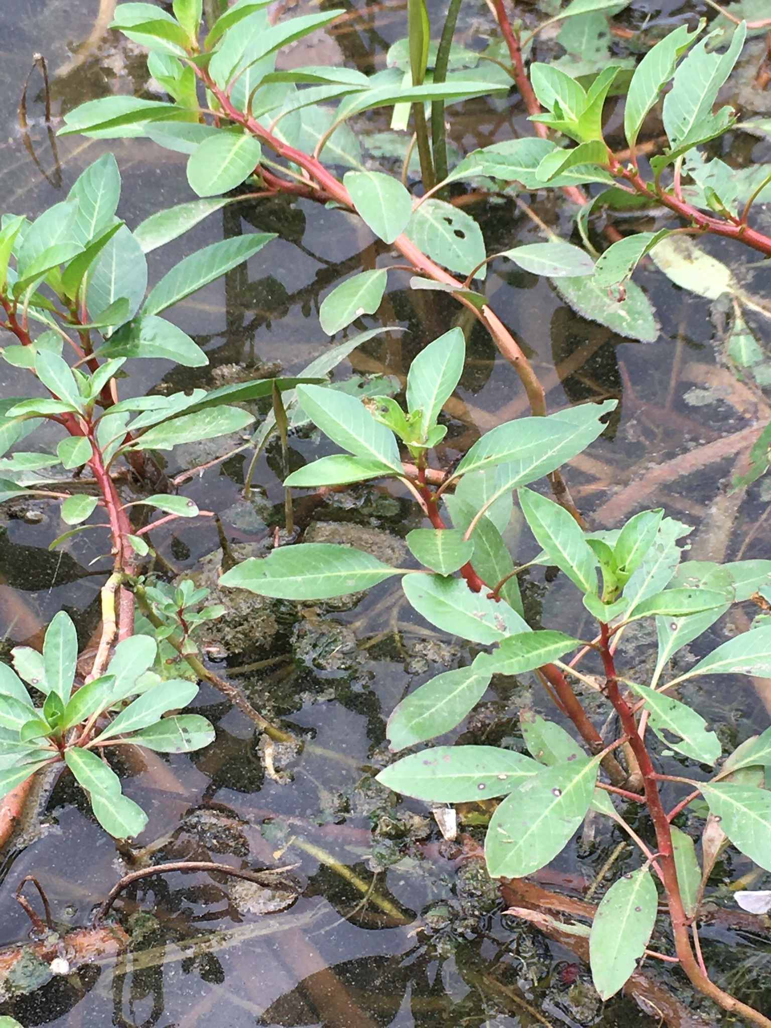 Ludwigia peploides