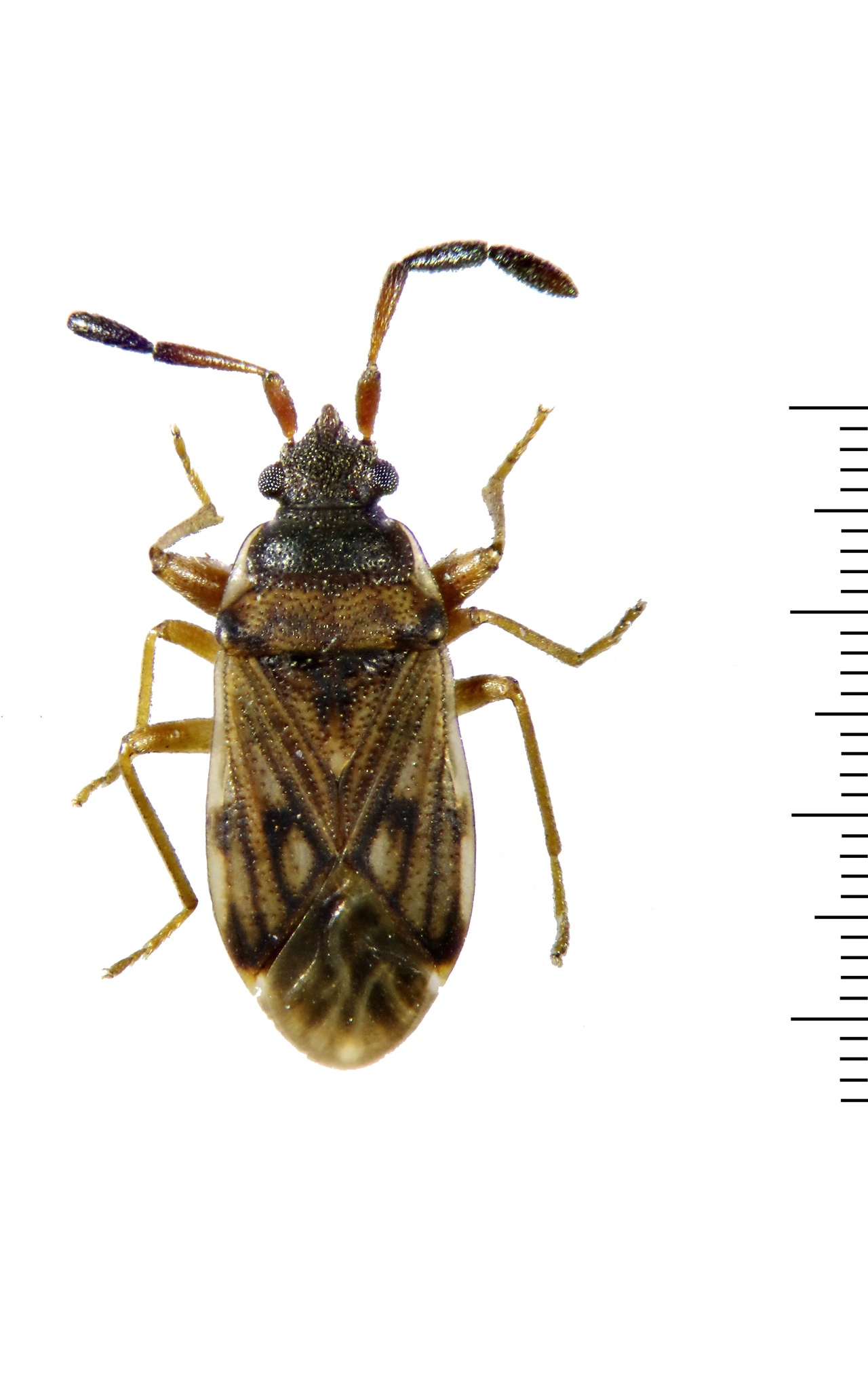 Brentiscerus