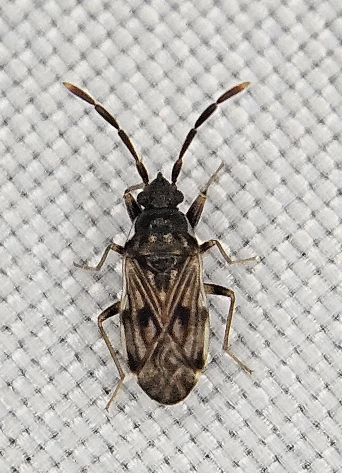Brentiscerus