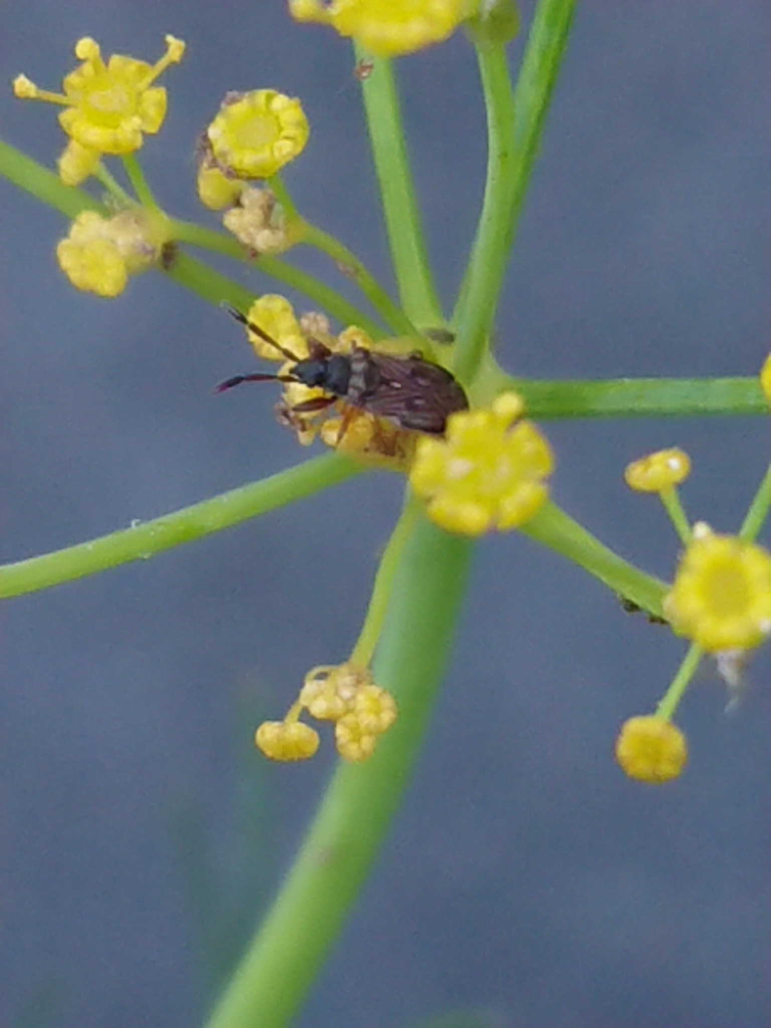 Brentiscerus