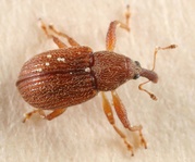 Pseudanthonomus