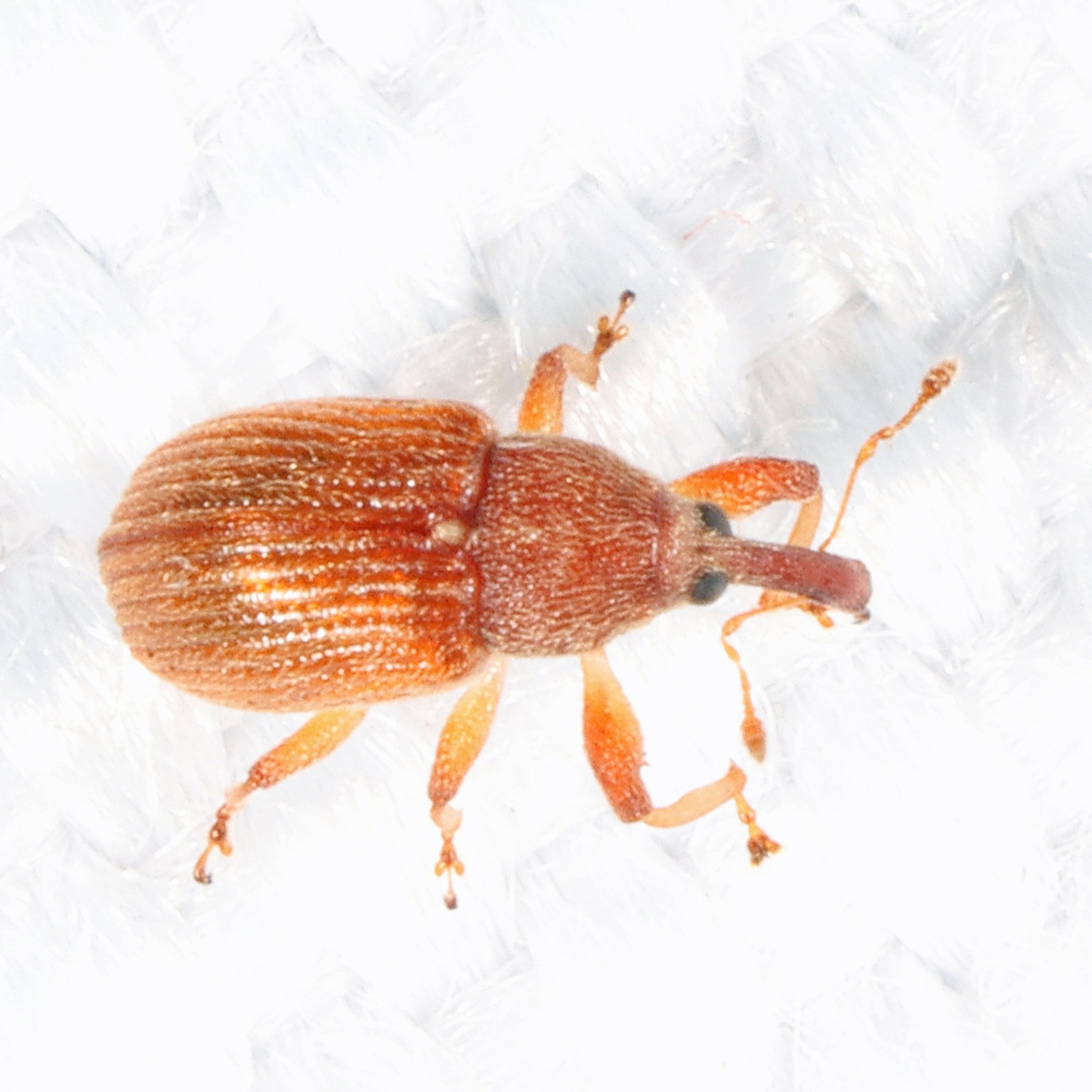 Pseudanthonomus