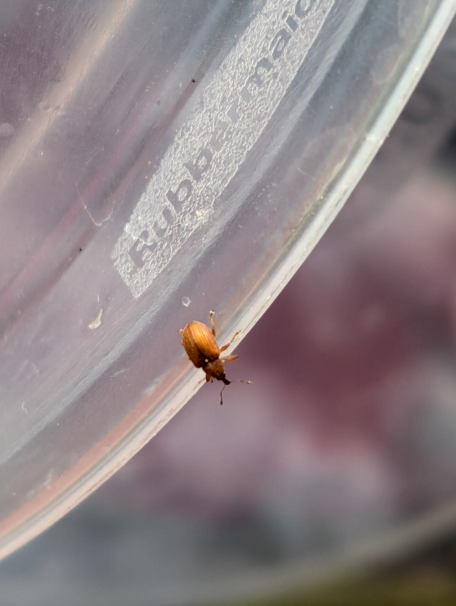 Pseudanthonomus
