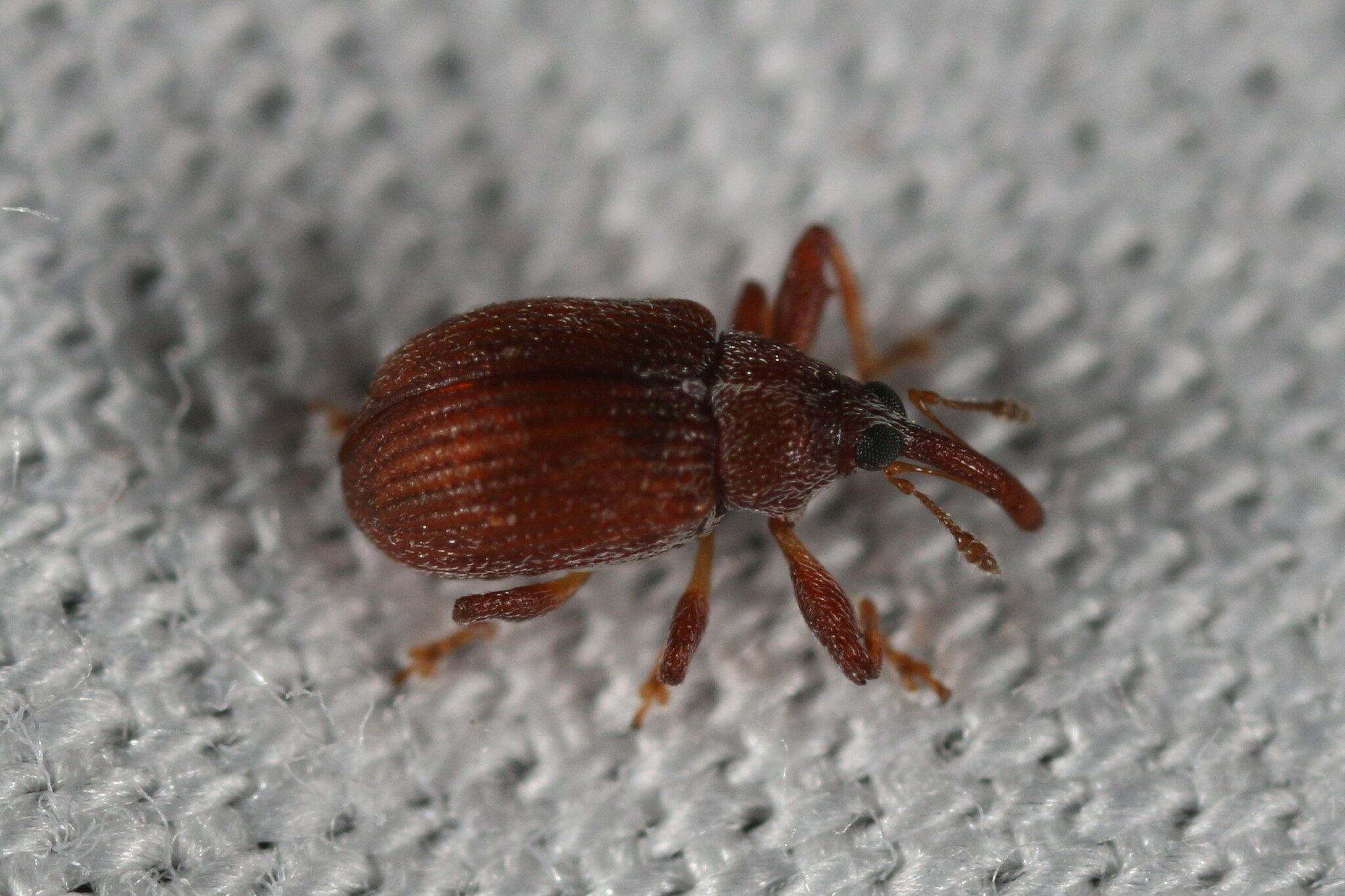Pseudanthonomus