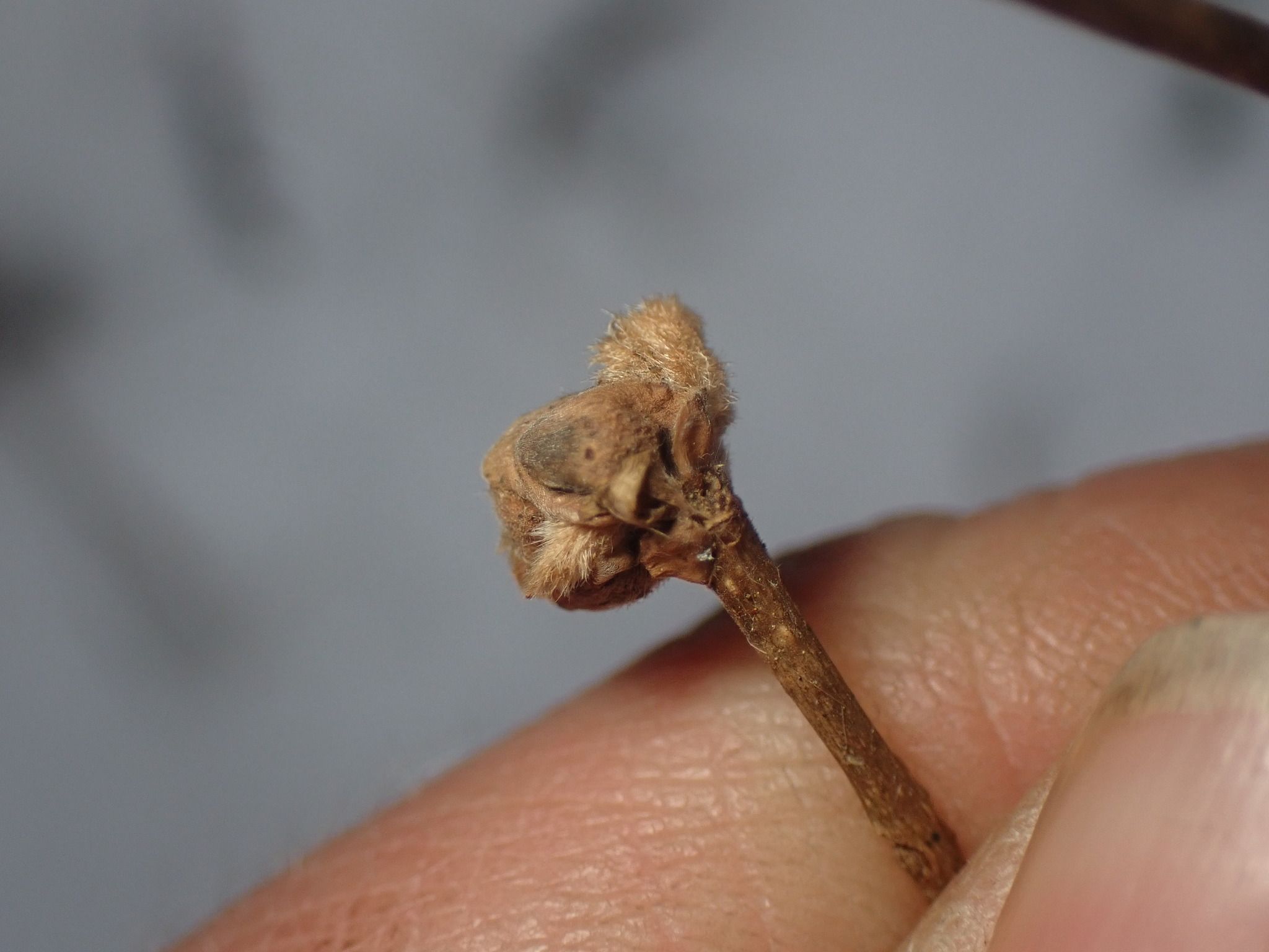 Cecidophyopsis vermiformis
