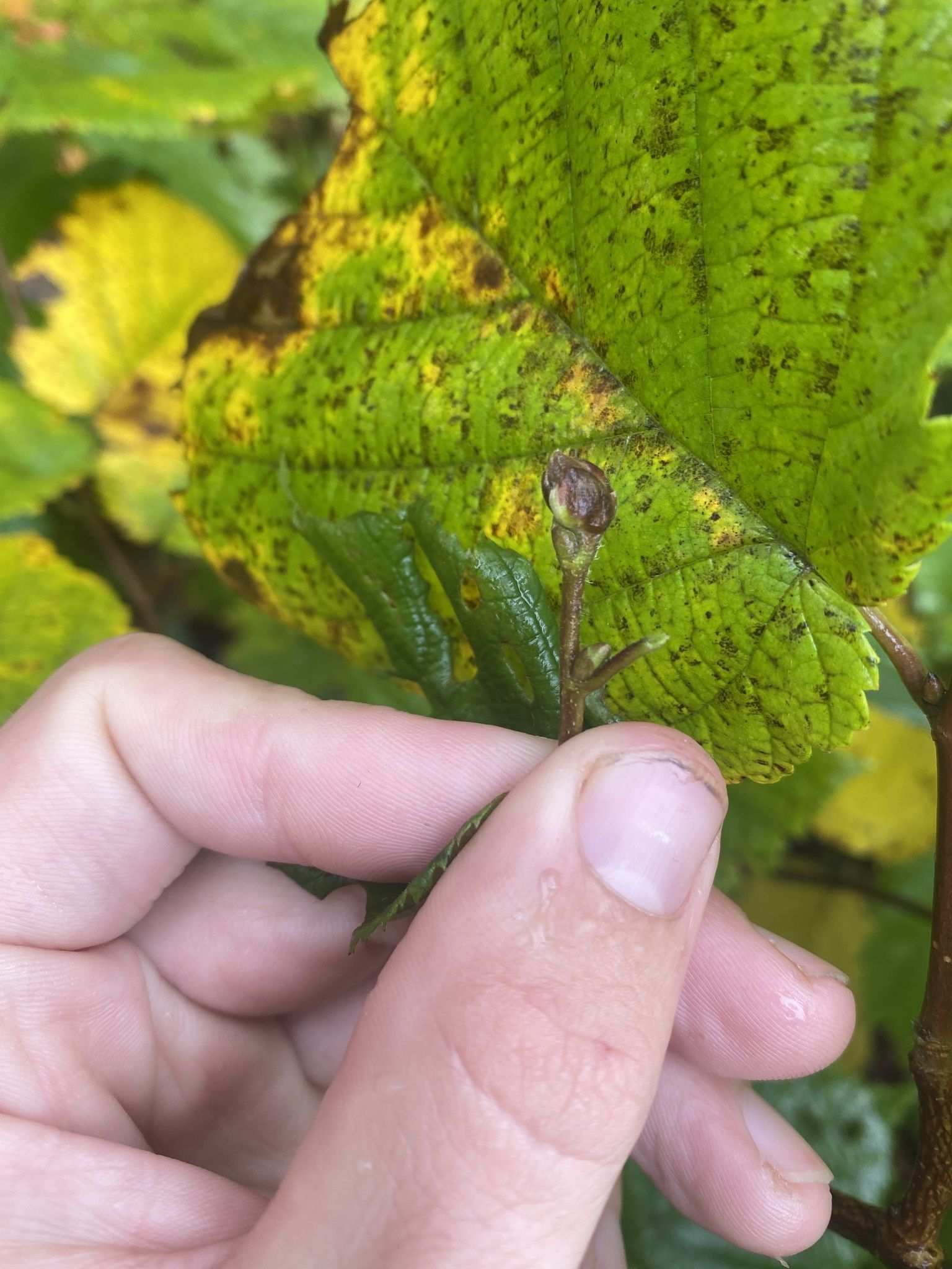 Cecidophyopsis vermiformis