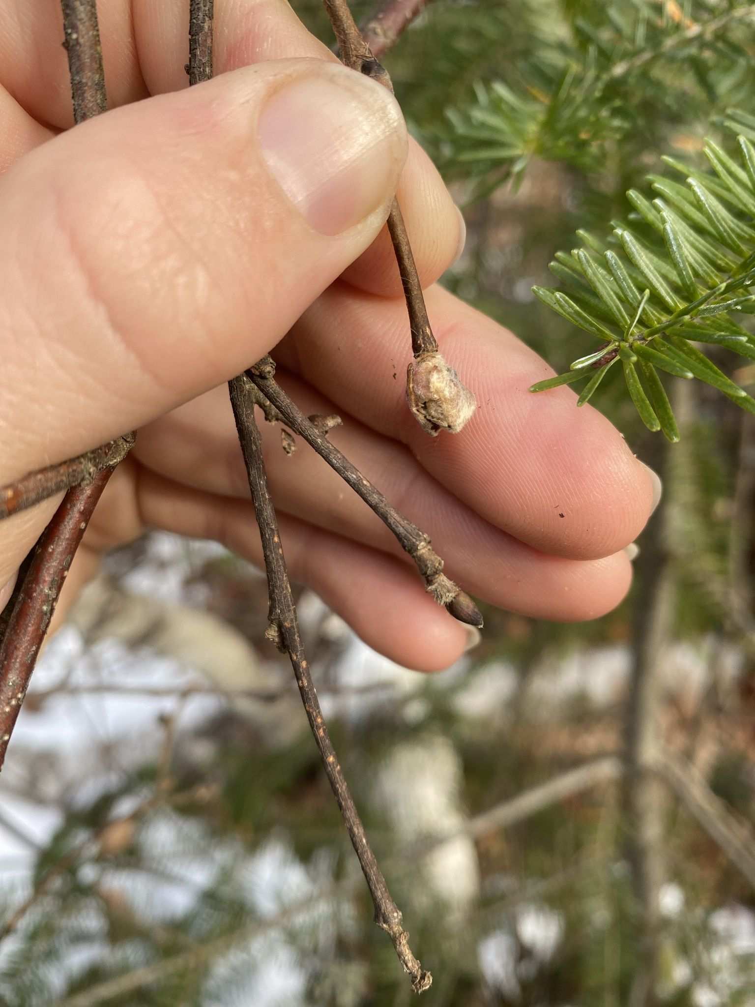 Cecidophyopsis vermiformis
