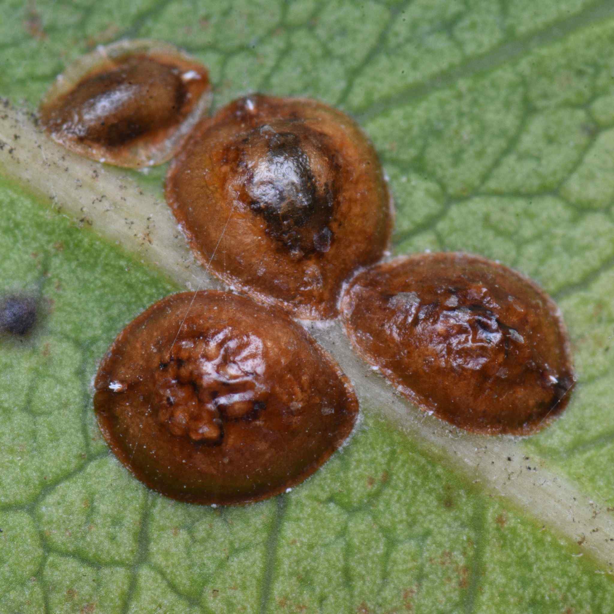Parthenolecanium corni