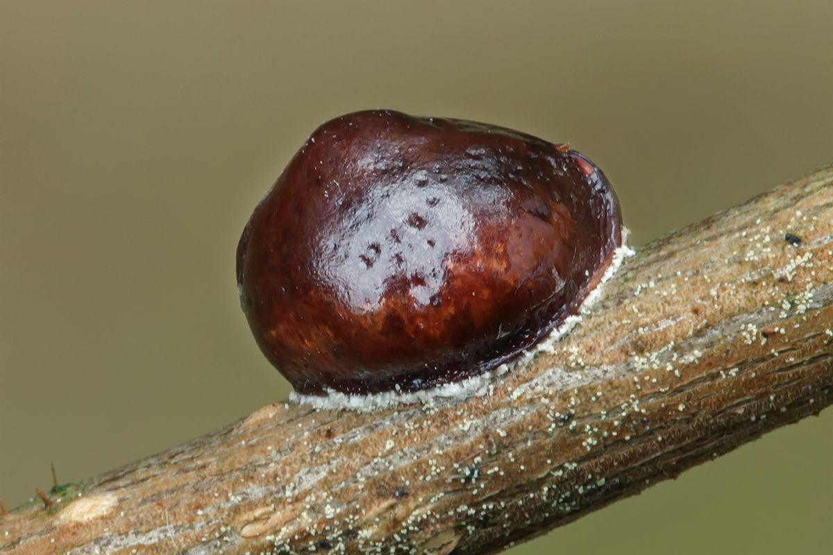 Parthenolecanium corni