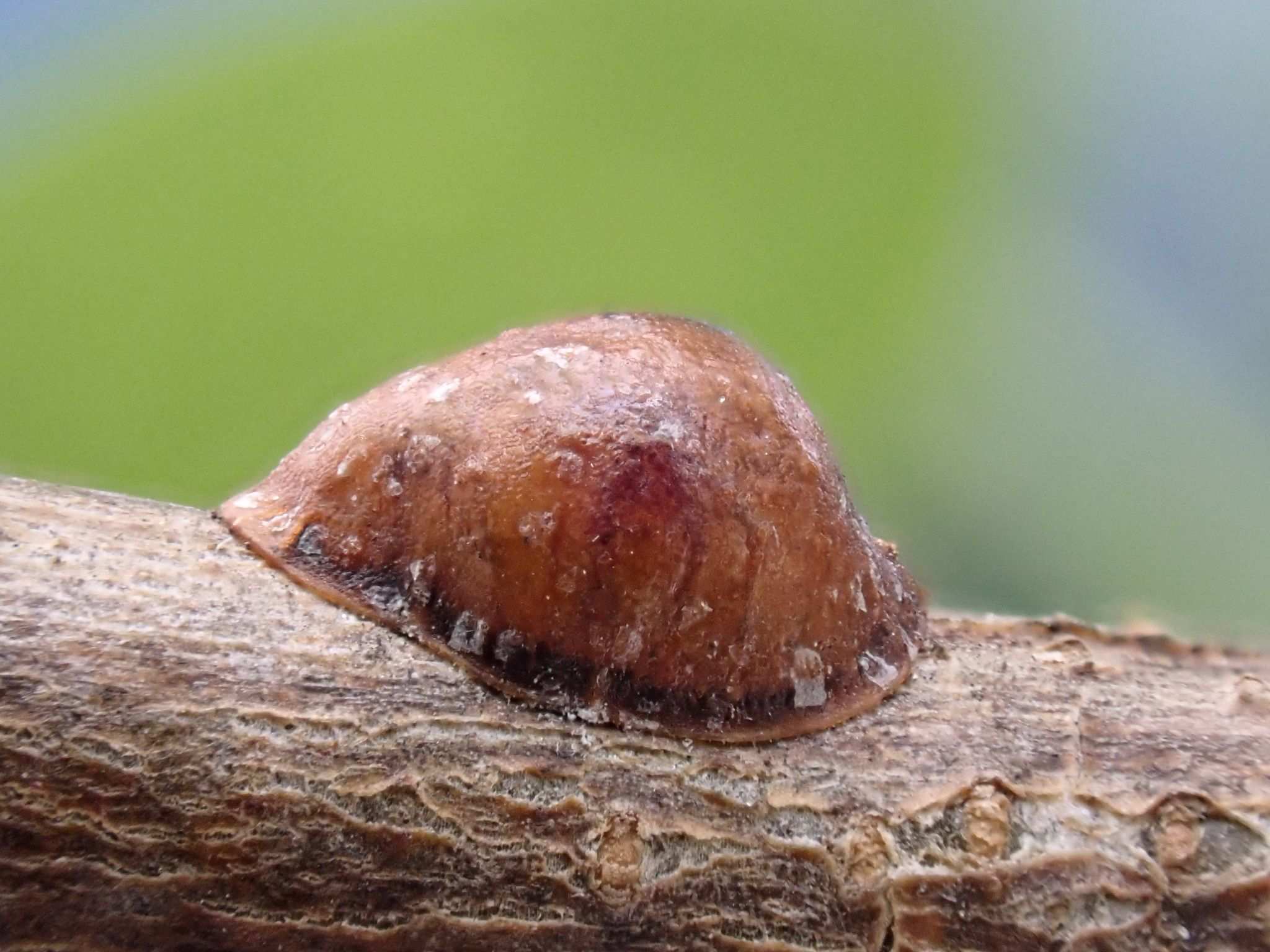 Parthenolecanium corni