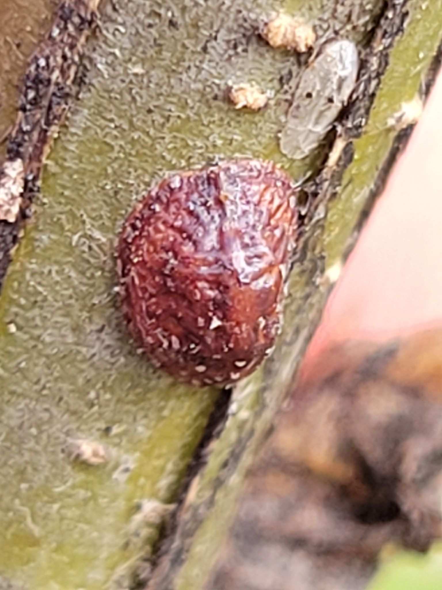 Parthenolecanium corni