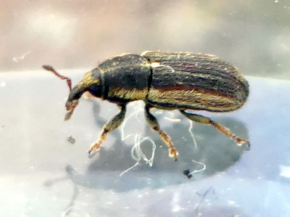 Mecinus circulatus