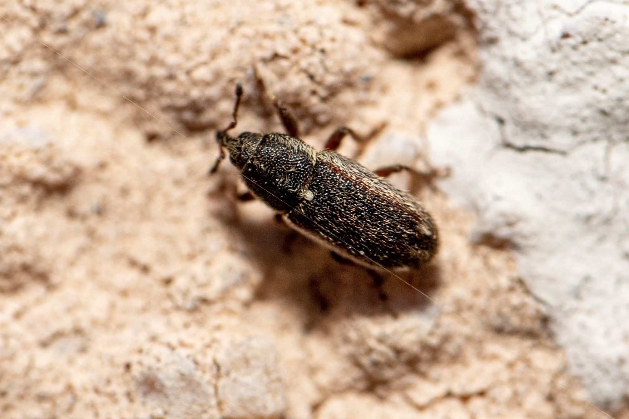 Mecinus circulatus