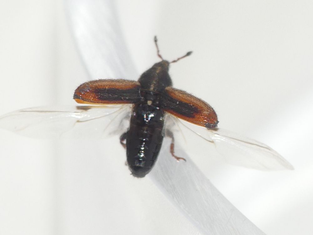 Mecinus circulatus