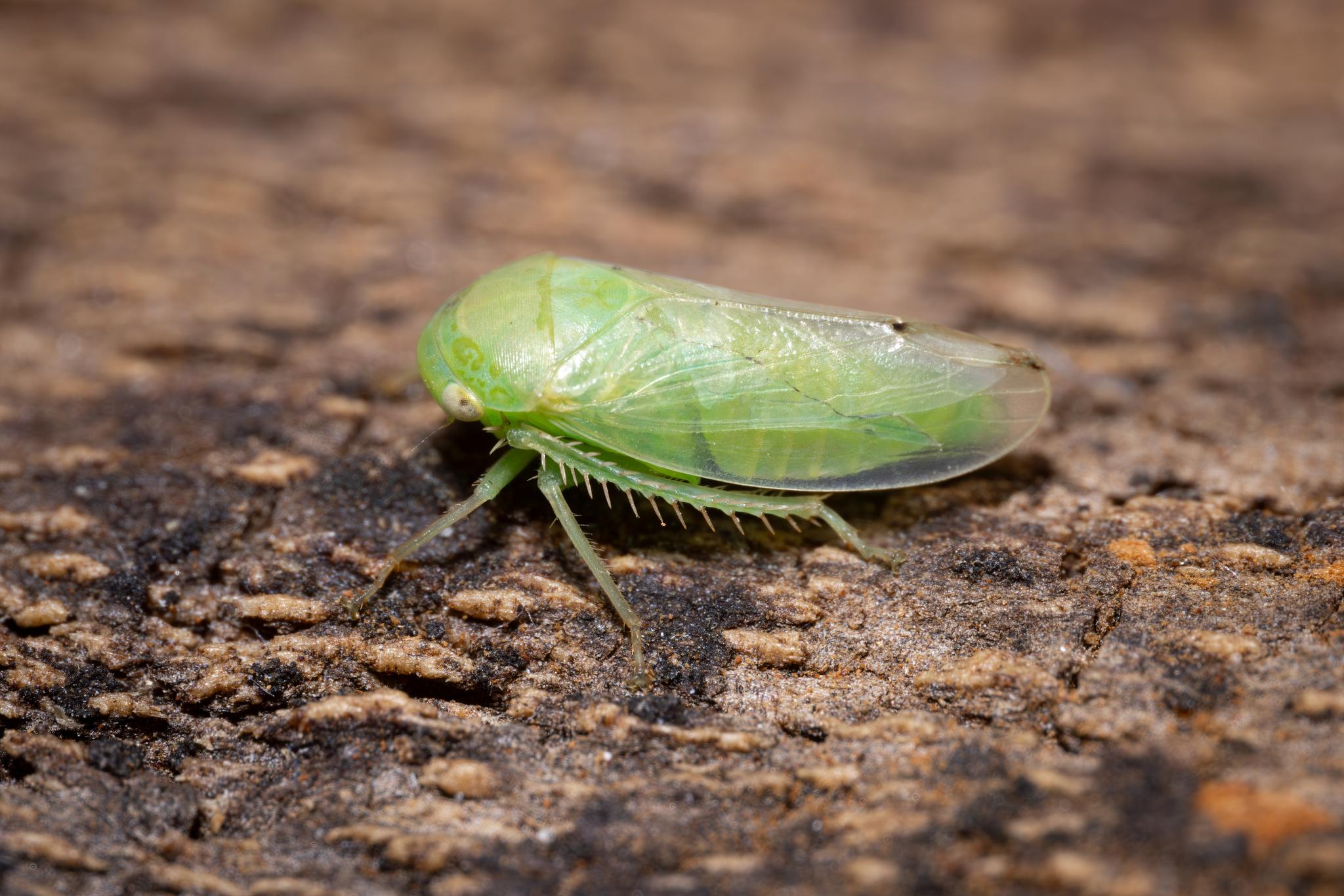 Batracomorphus