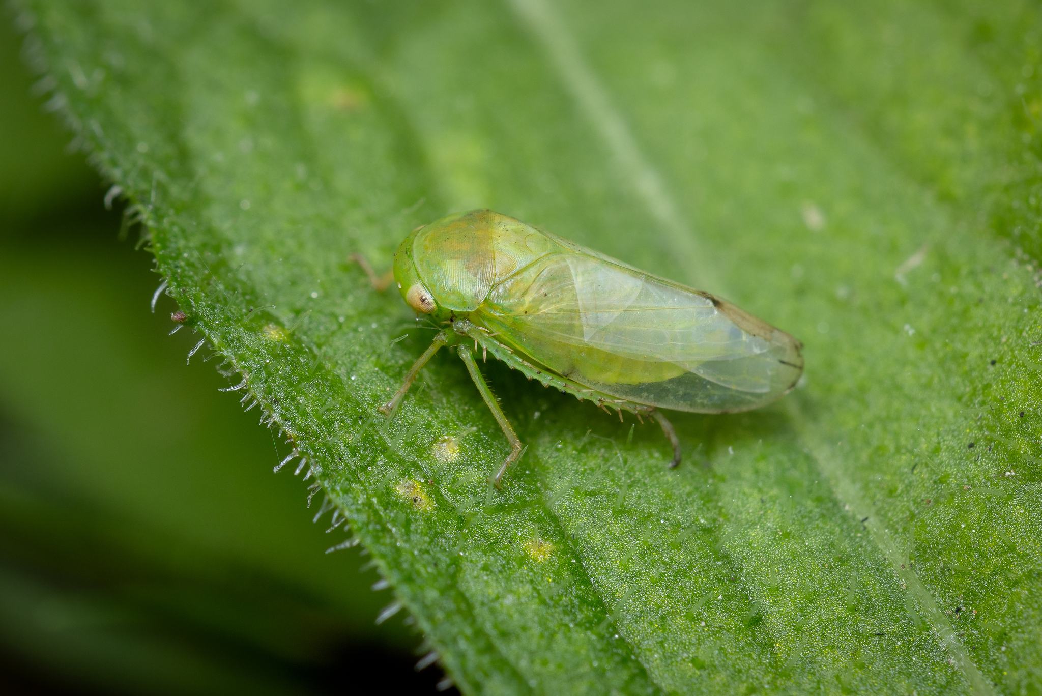 Batracomorphus