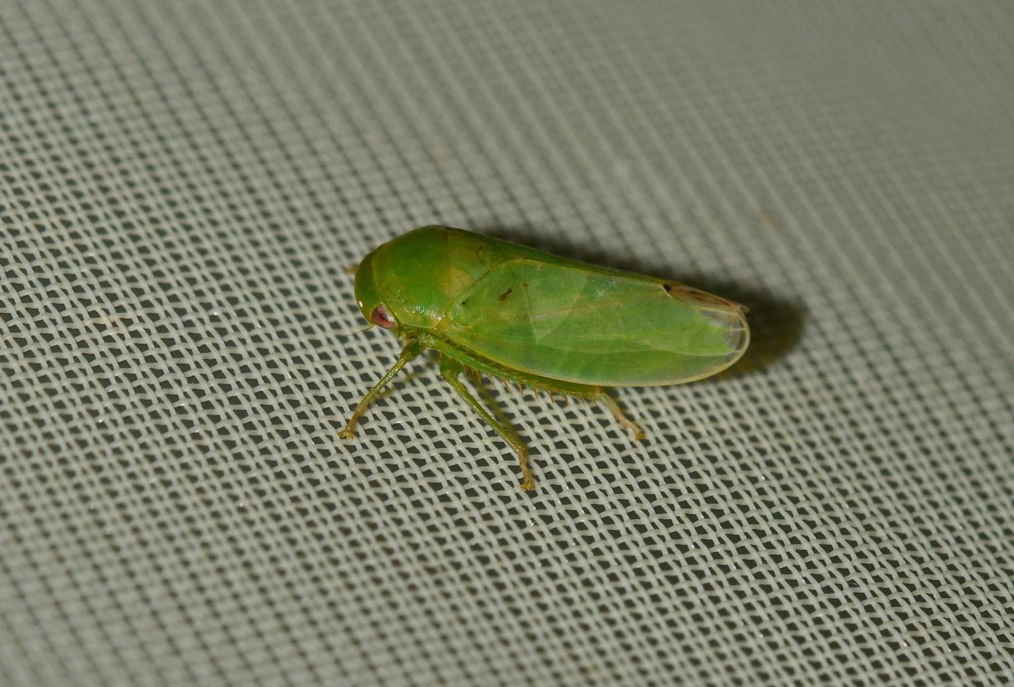 Batracomorphus