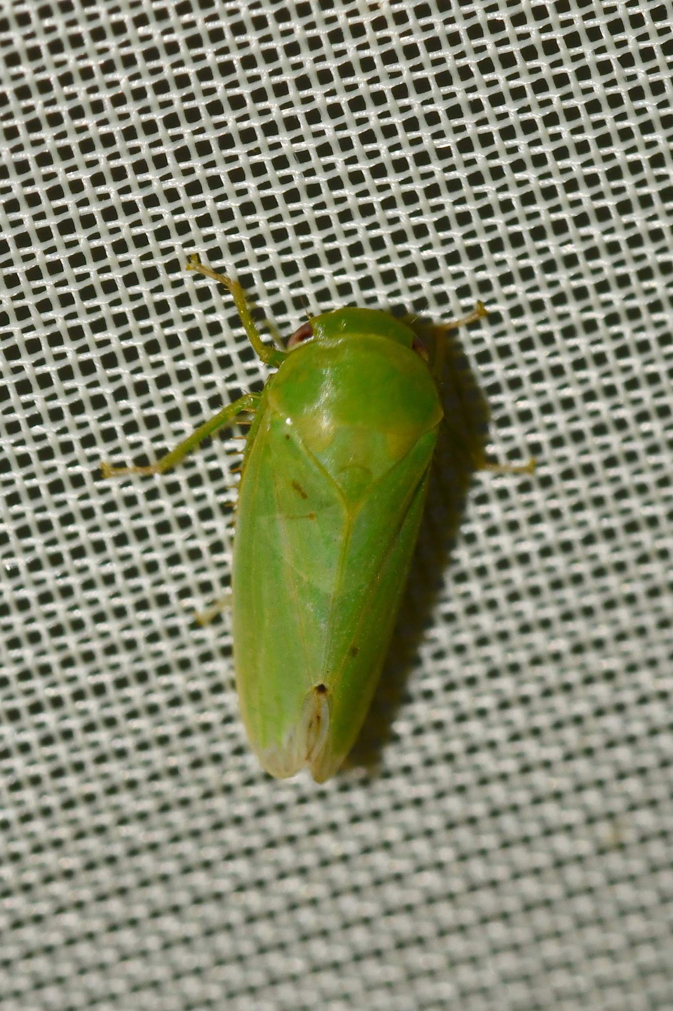 Batracomorphus