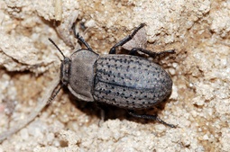 Opatrum