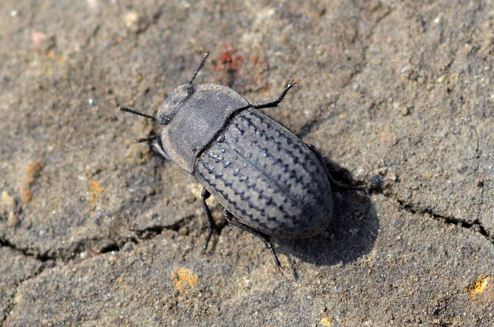 Opatrum