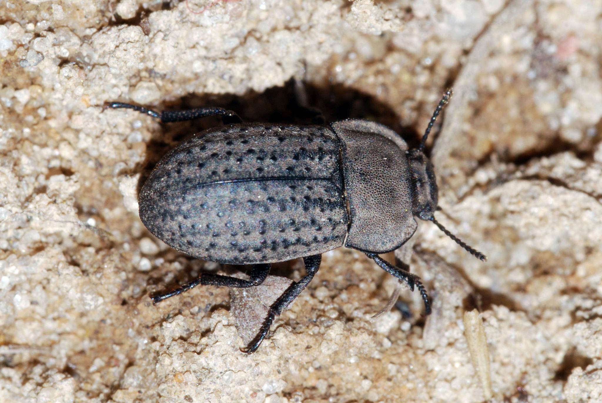 Opatrum
