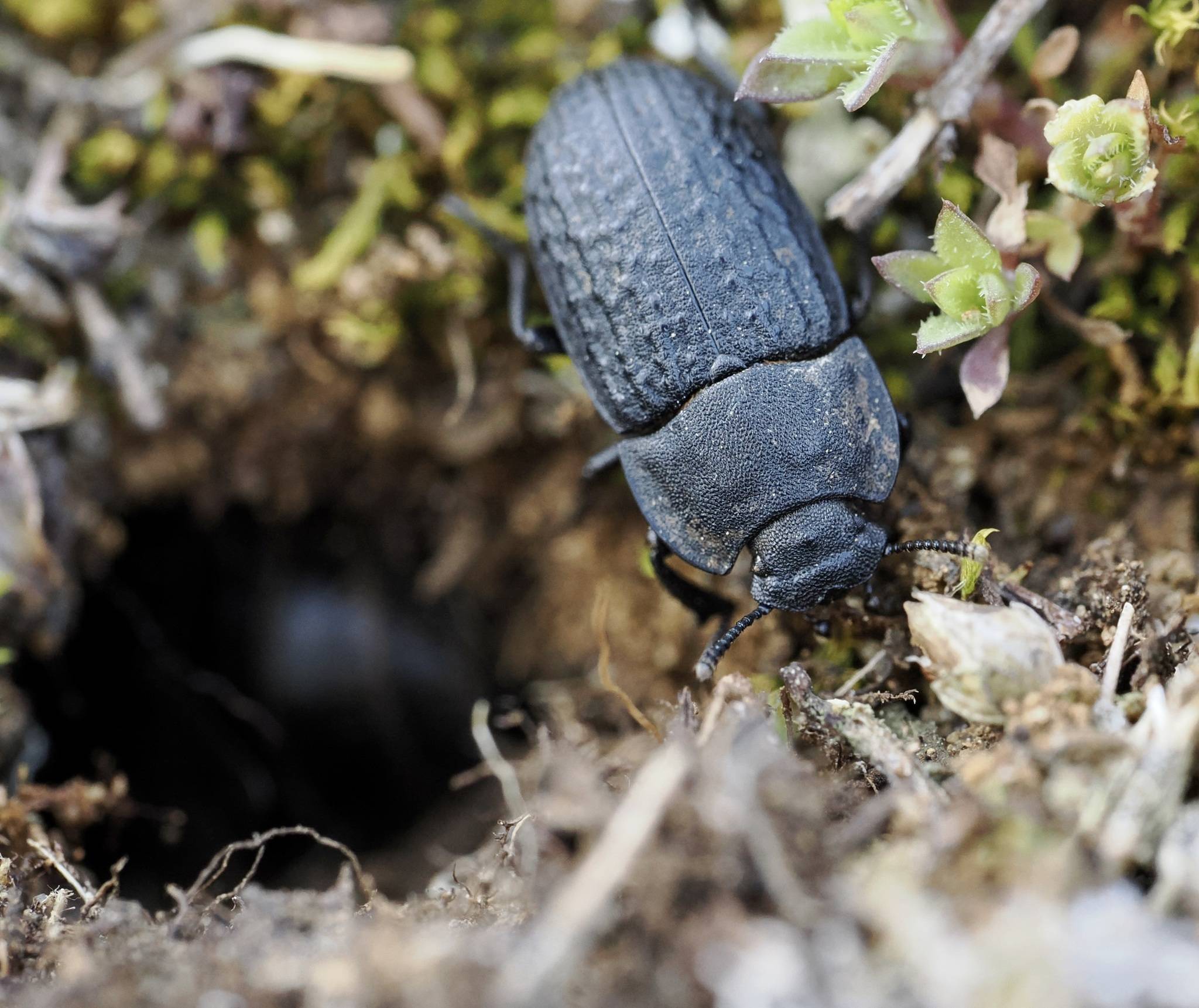 Opatrum