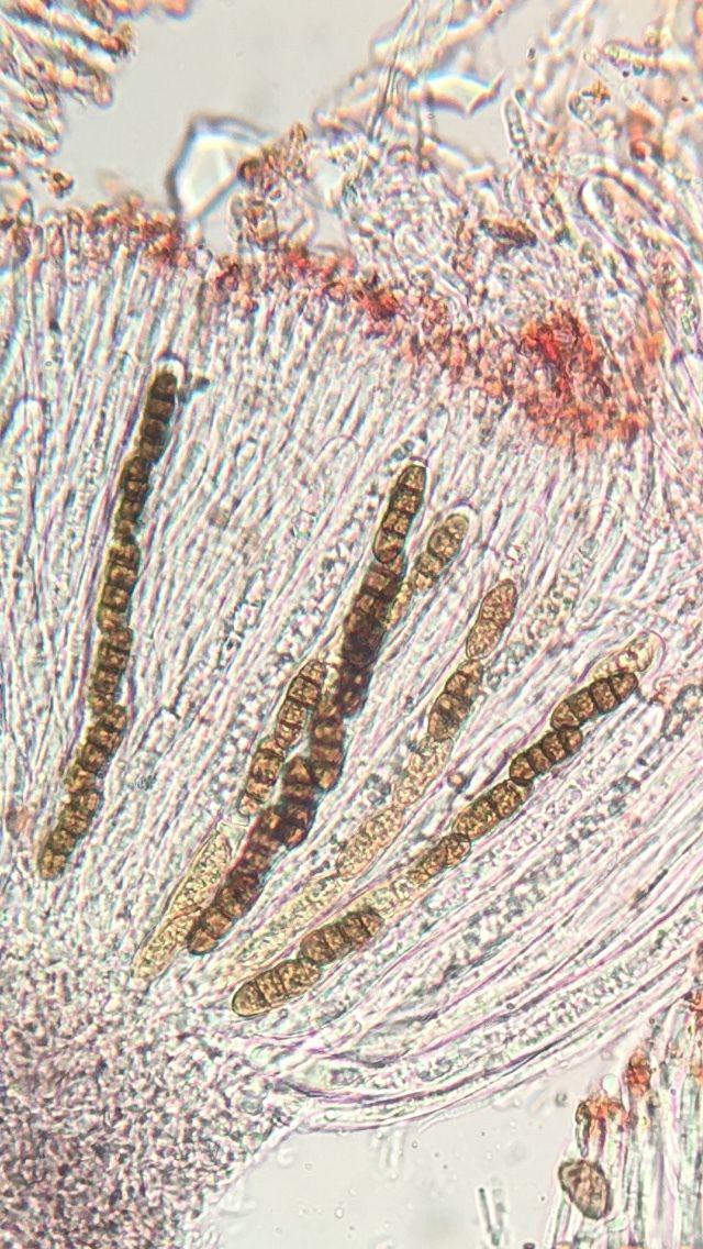 Rhytidhysteron rufulum