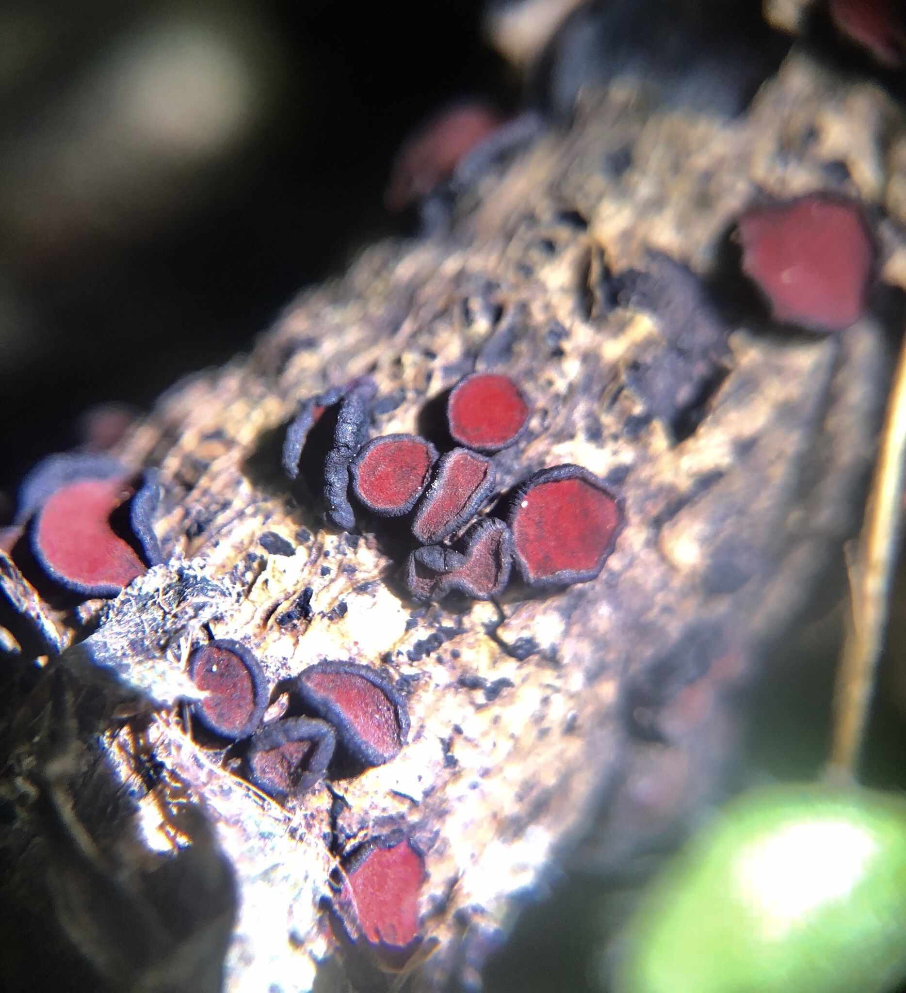 Rhytidhysteron rufulum