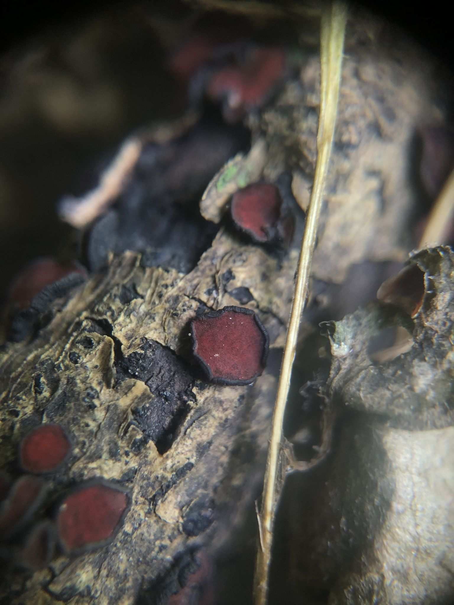 Rhytidhysteron rufulum