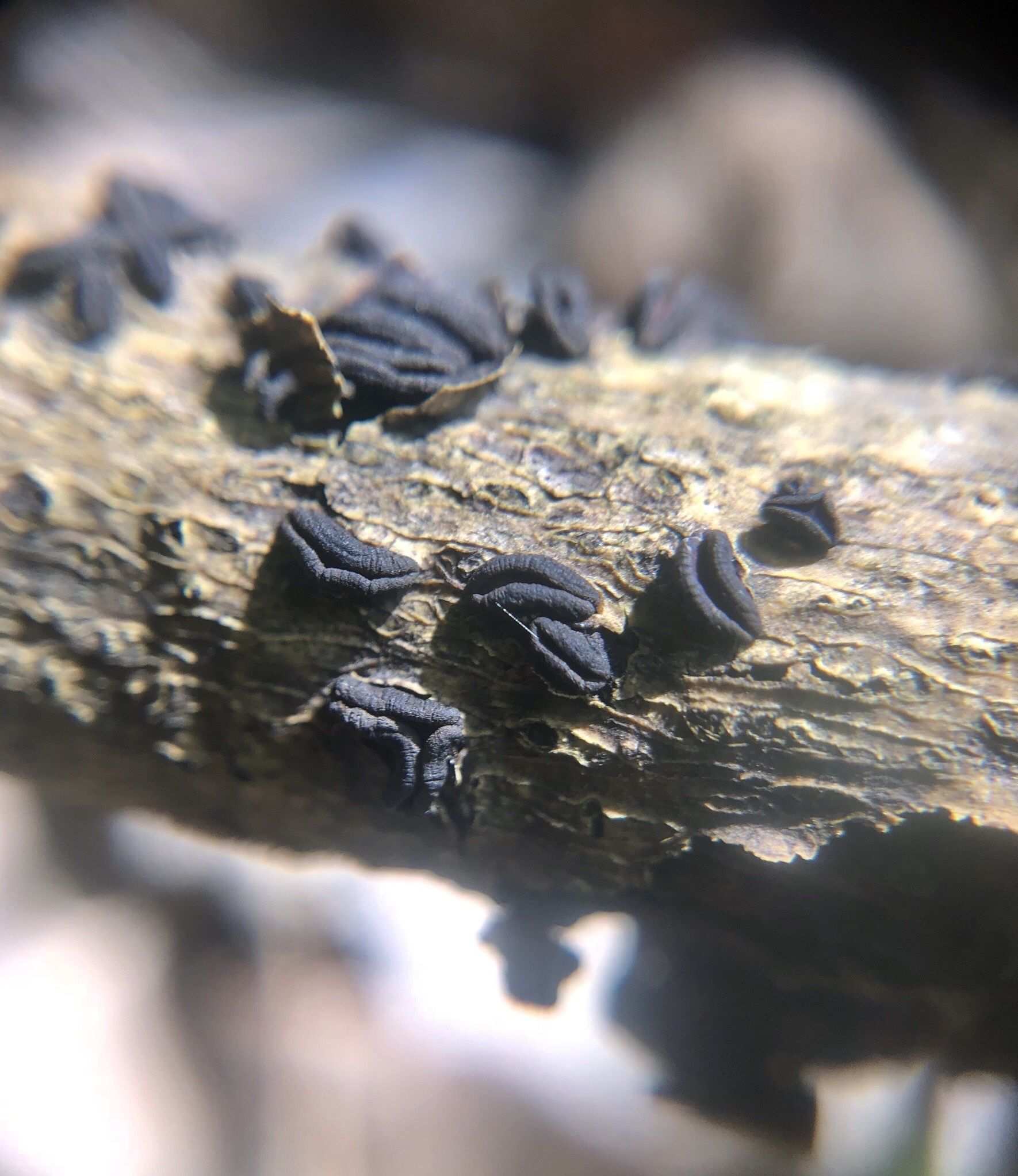 Rhytidhysteron rufulum