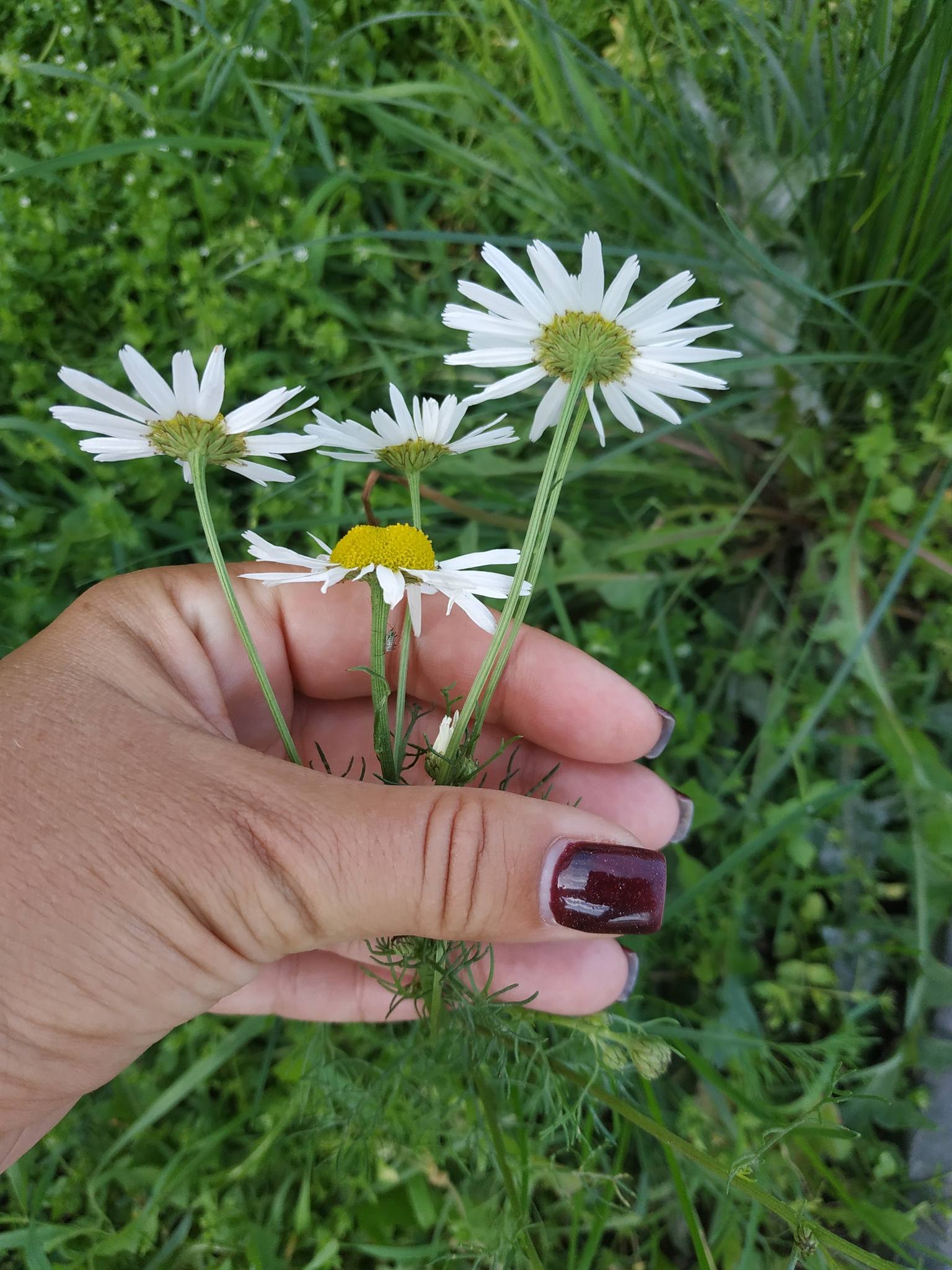 Tripleurospermum inodorum
