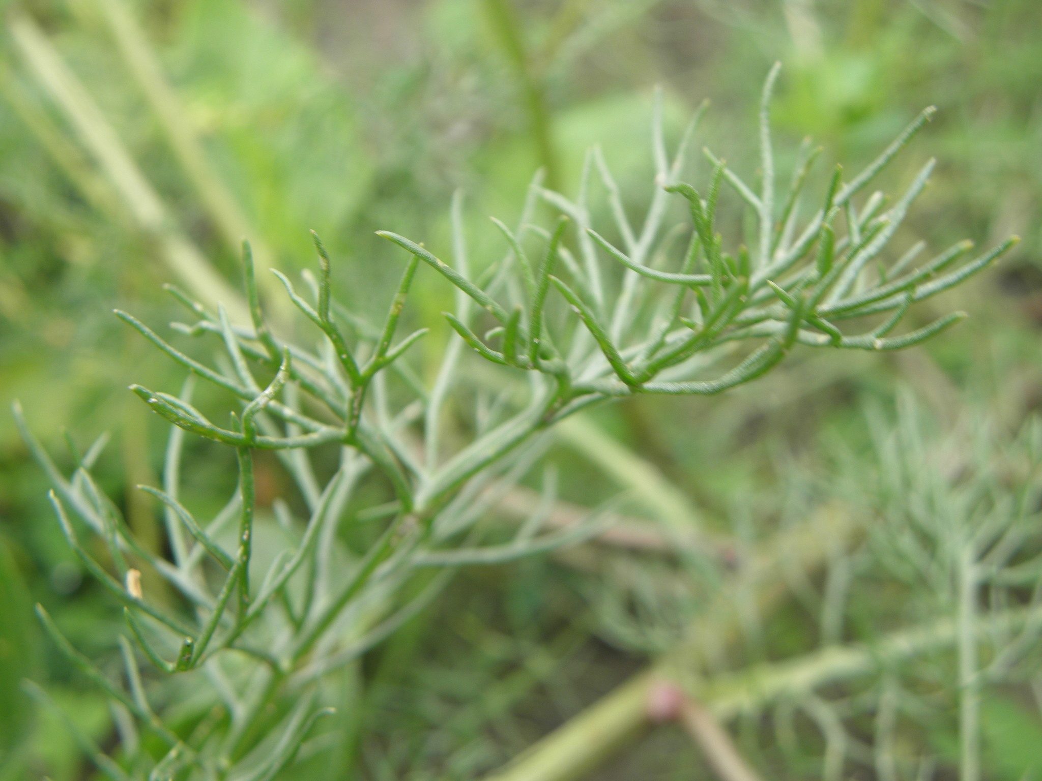 Tripleurospermum inodorum