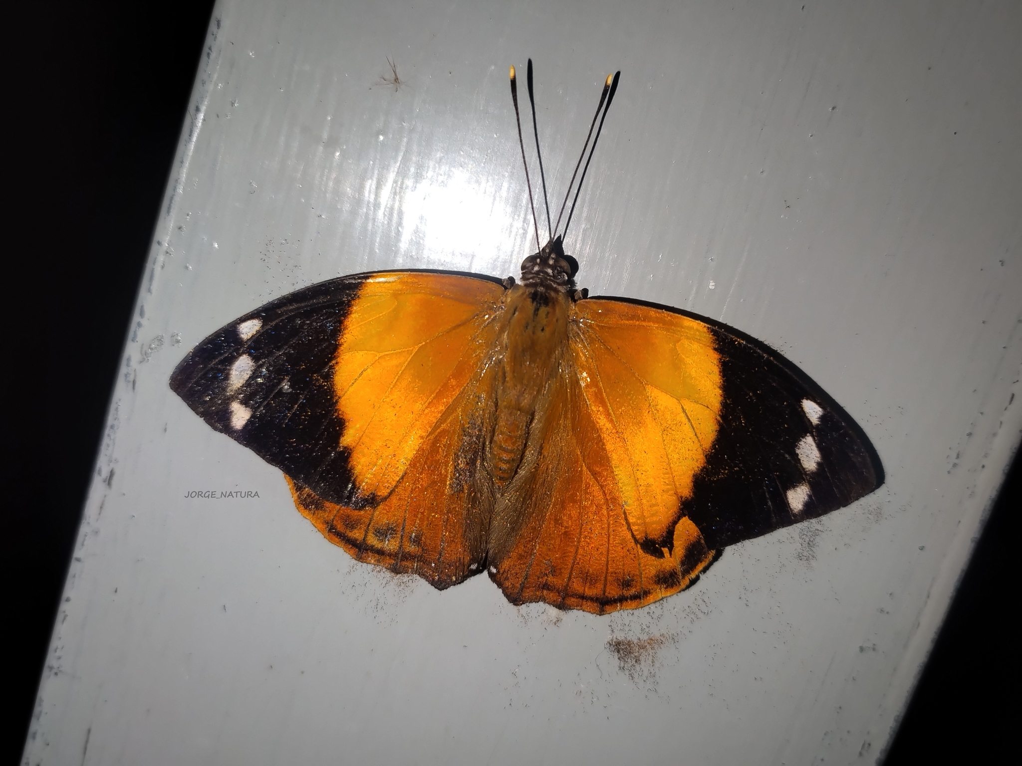 Smyrna blomfildia