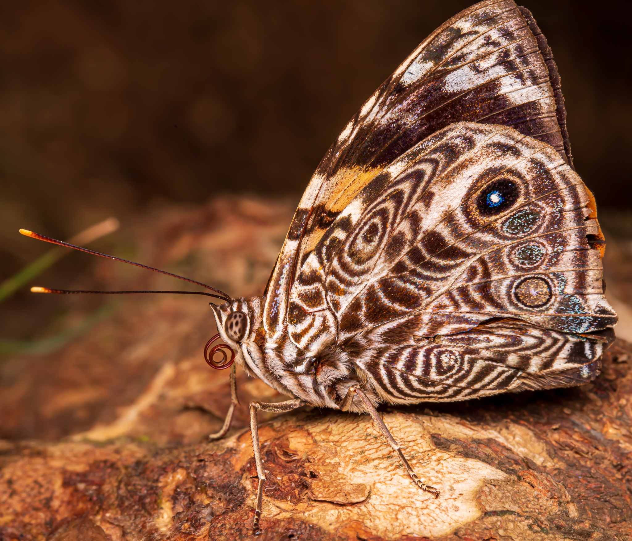 Smyrna blomfildia