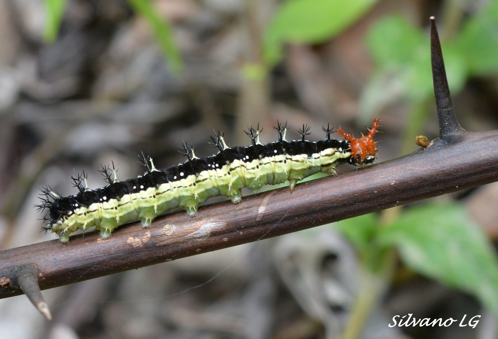 Smyrna blomfildia