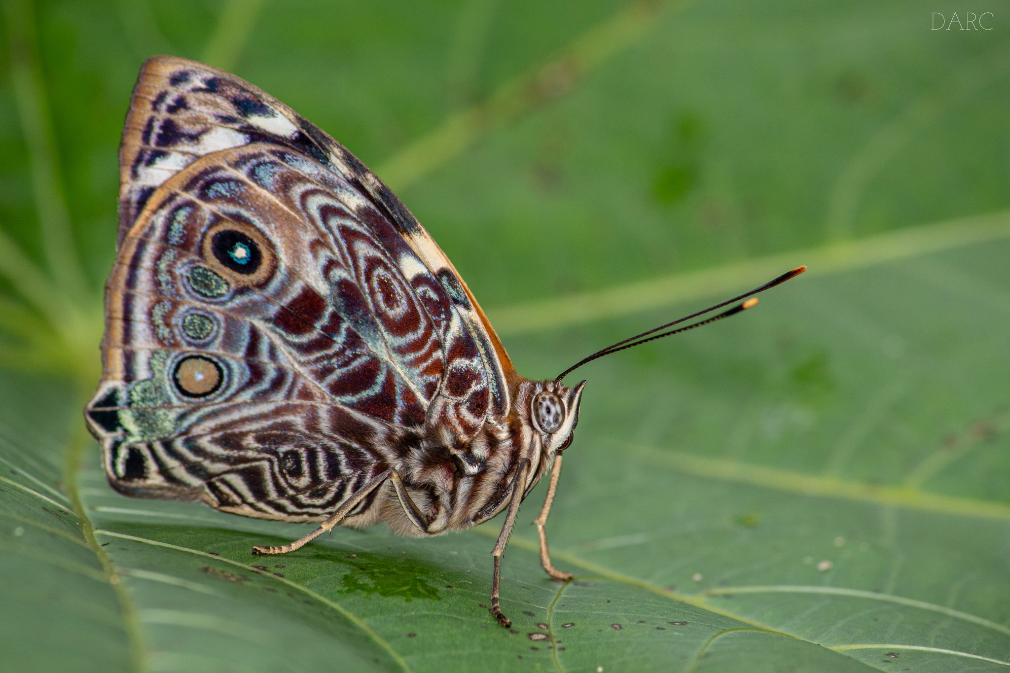 Smyrna blomfildia