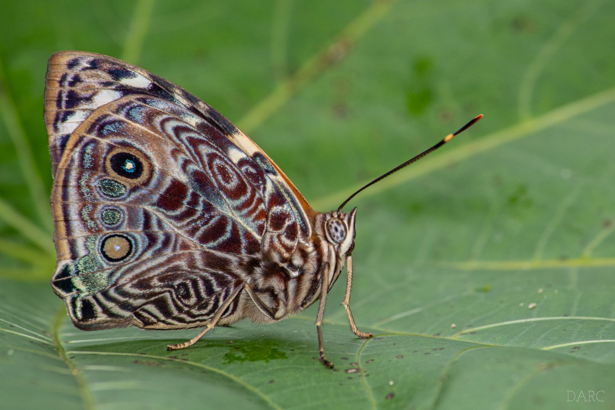 Smyrna blomfildia