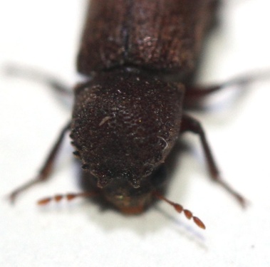 Heterobostrychus brunneus
