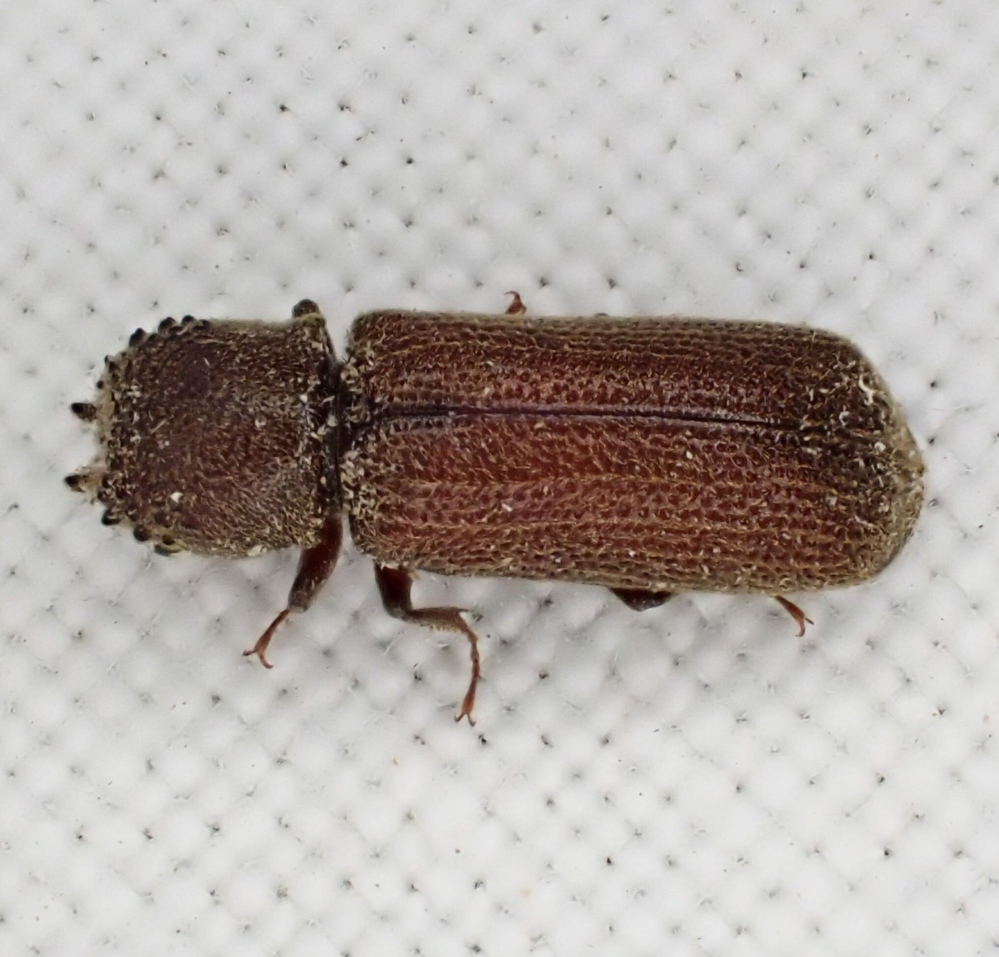 Heterobostrychus brunneus