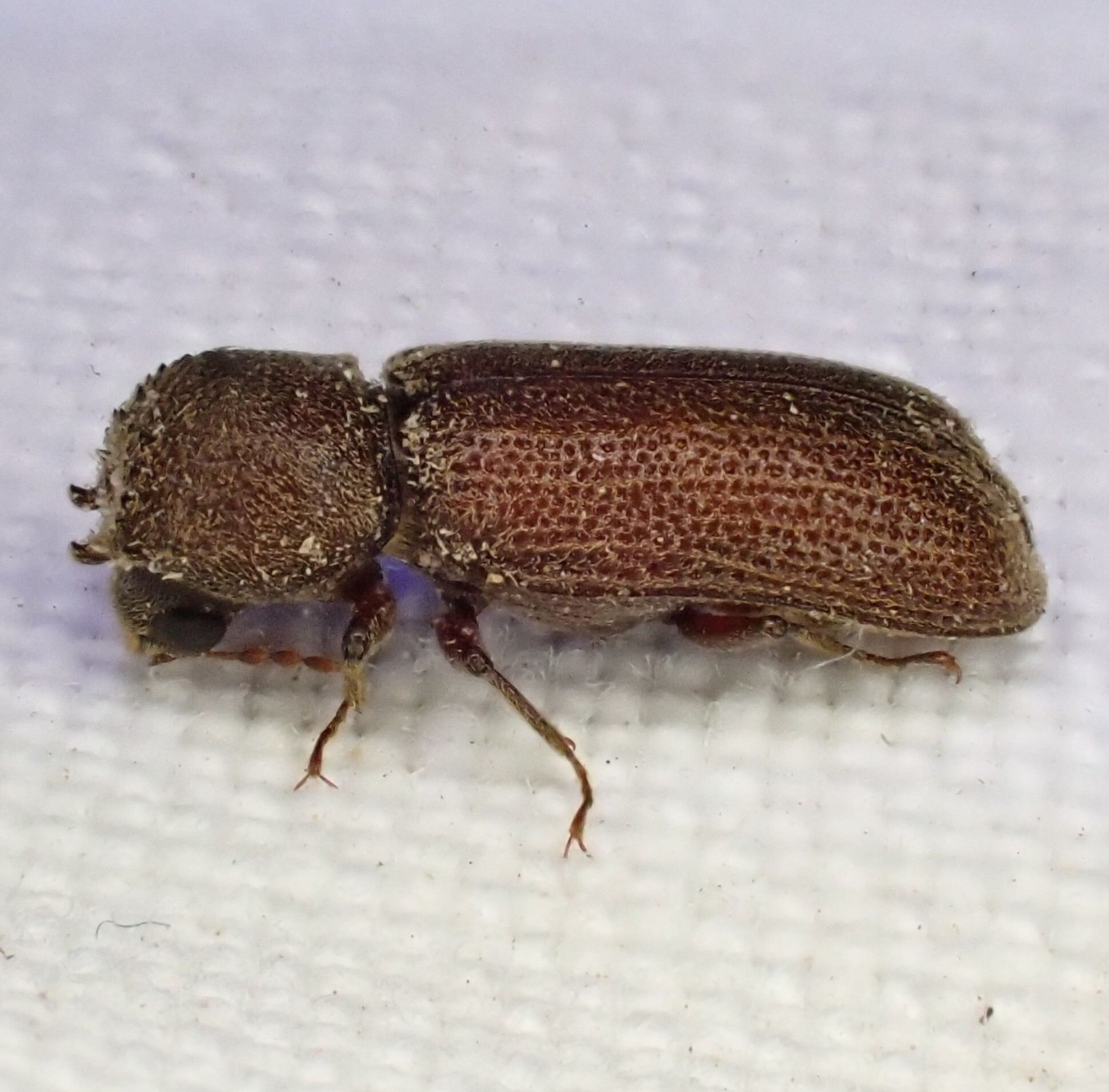 Heterobostrychus brunneus