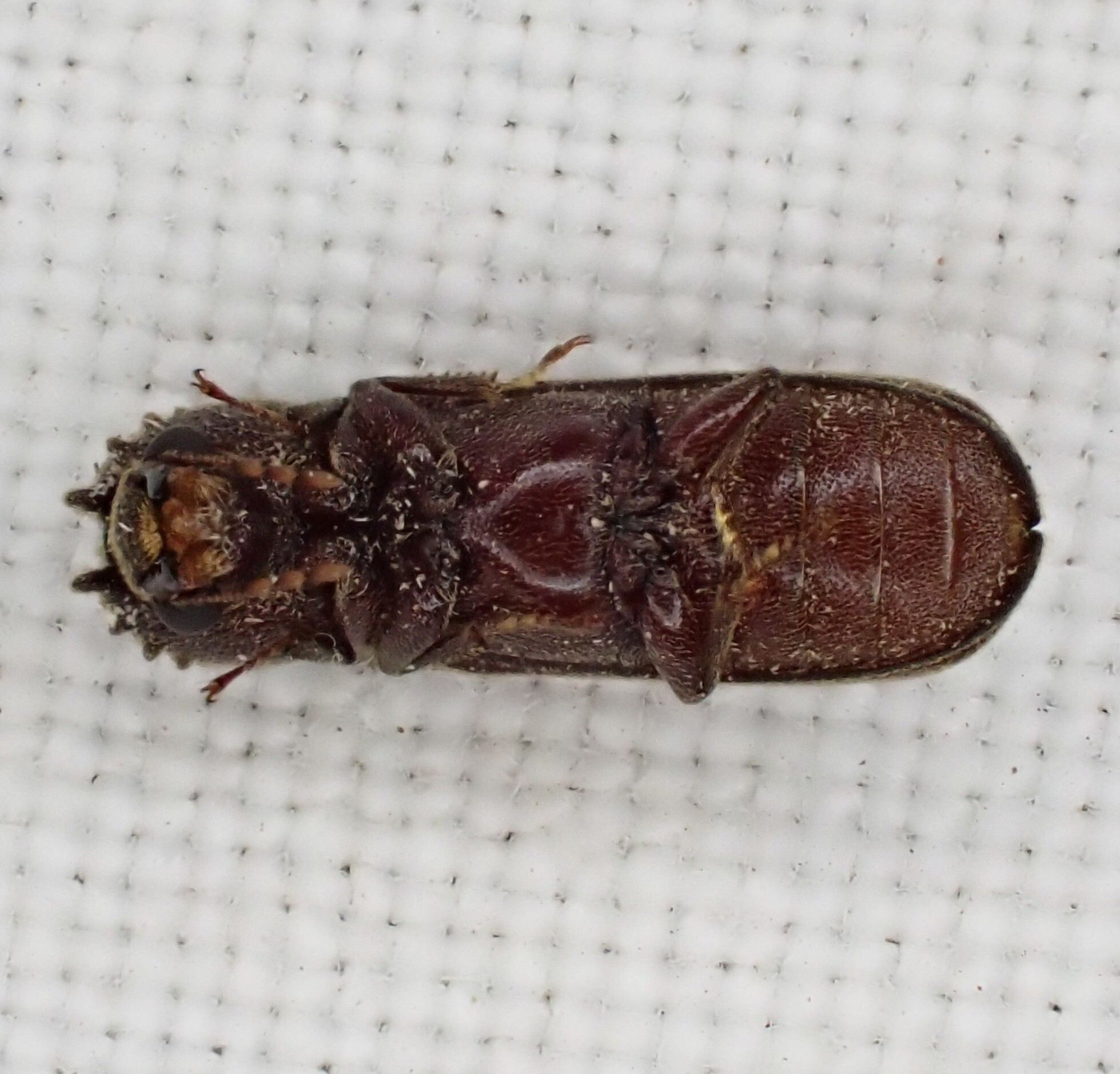 Heterobostrychus brunneus