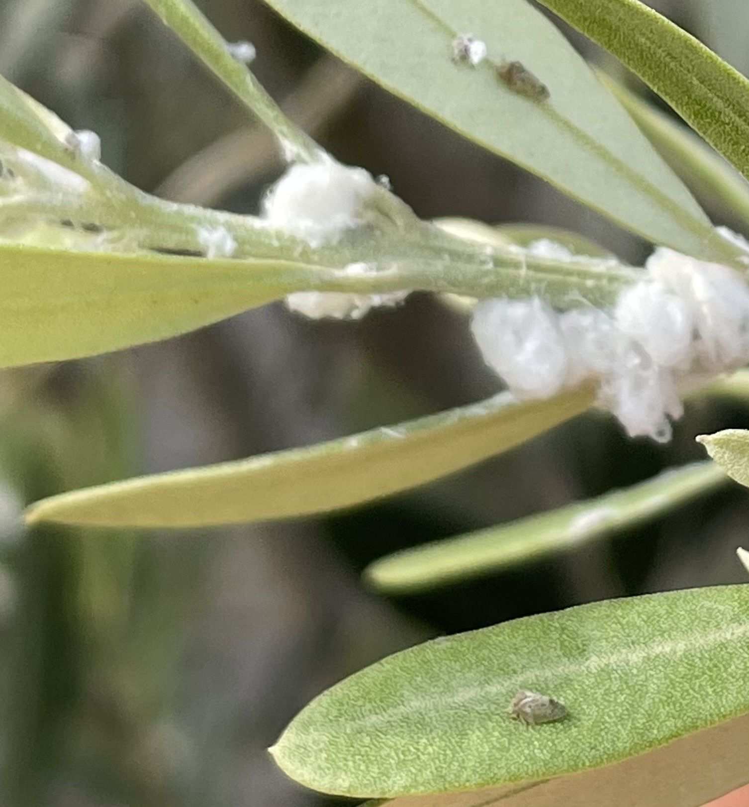 Euphyllura olivina