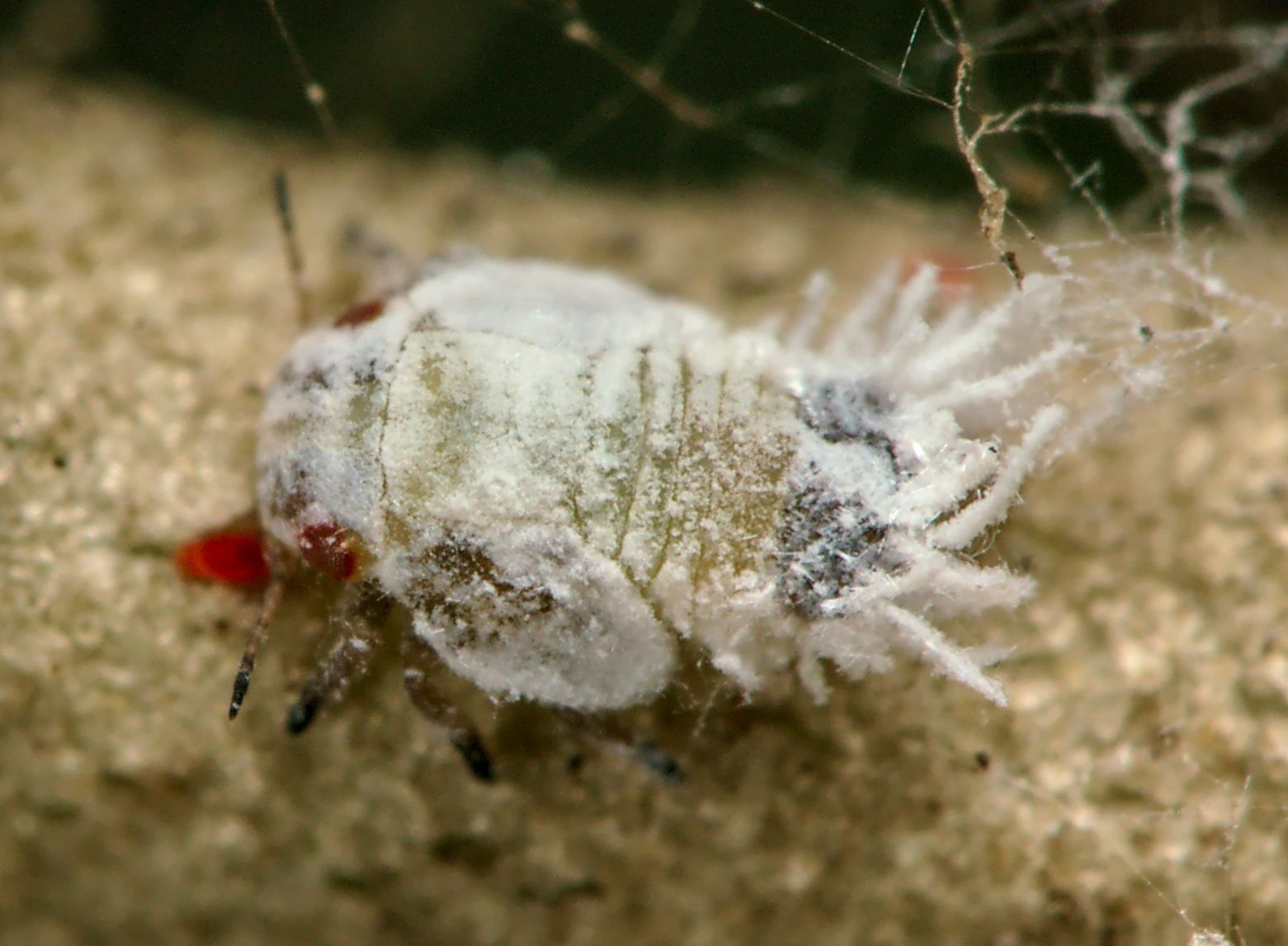 Euphyllura olivina
