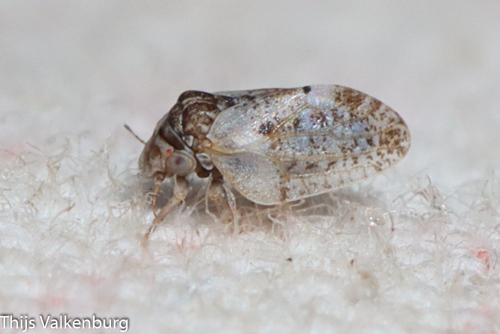 Euphyllura olivina