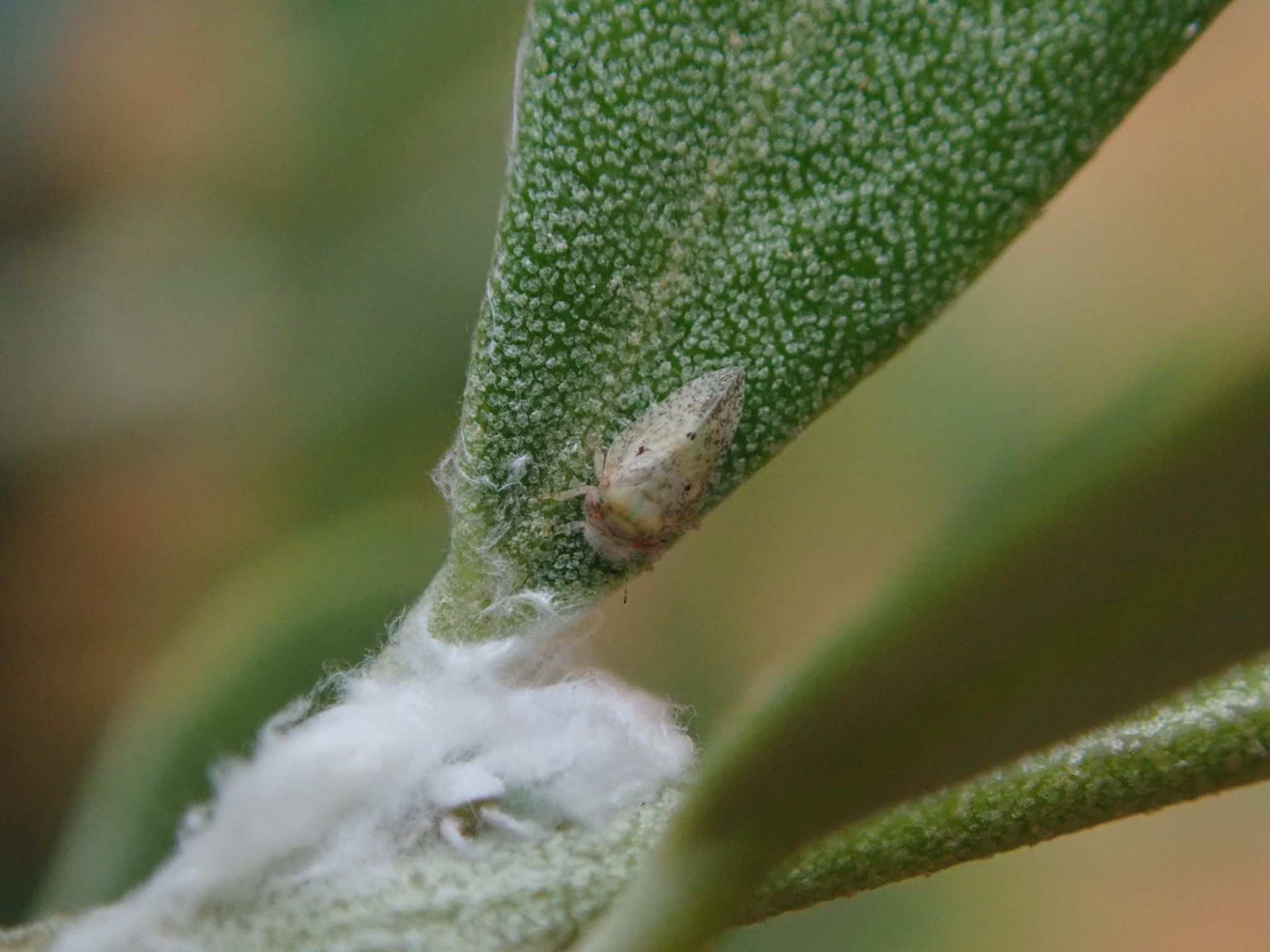 Euphyllura olivina