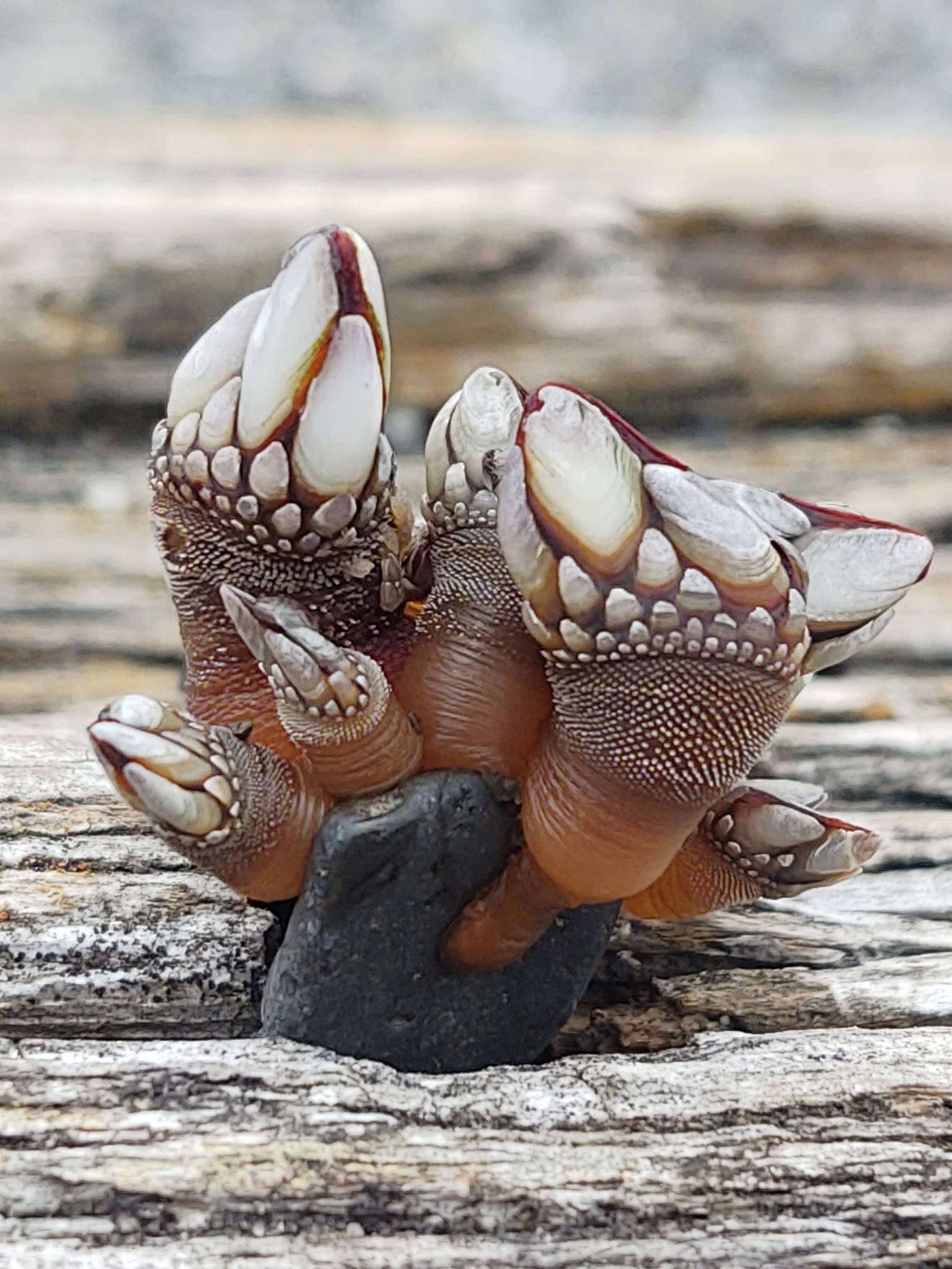 Polymerus