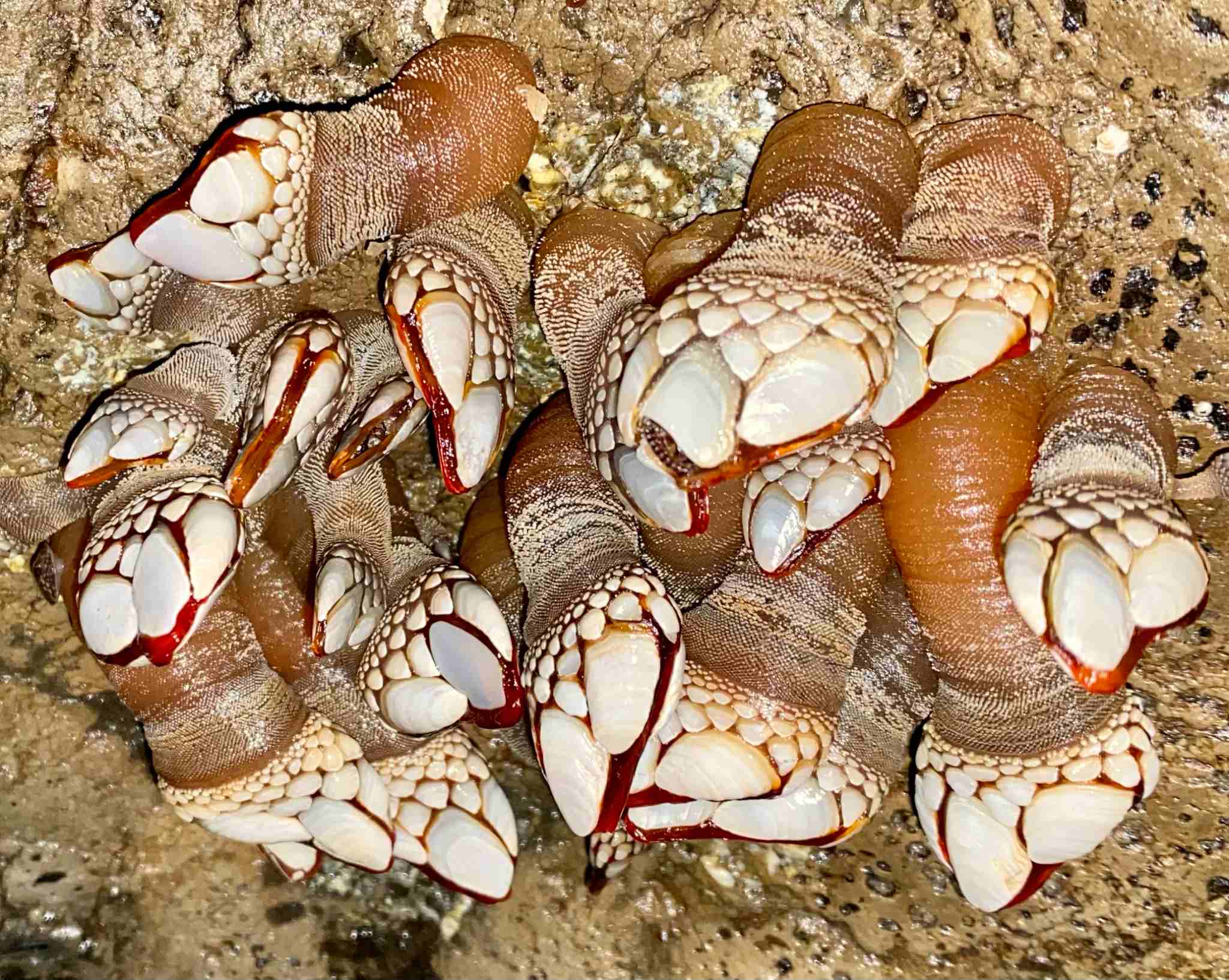 Polymerus