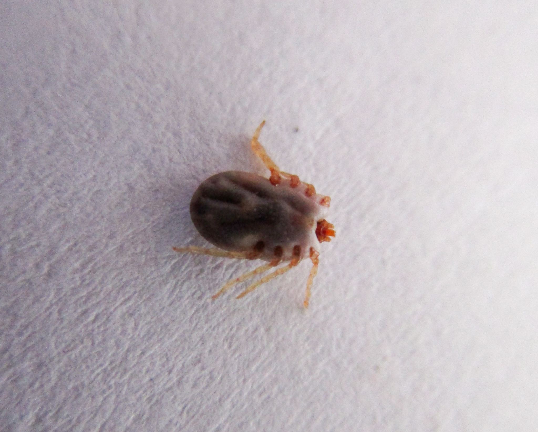 Rhipicephalus microplus