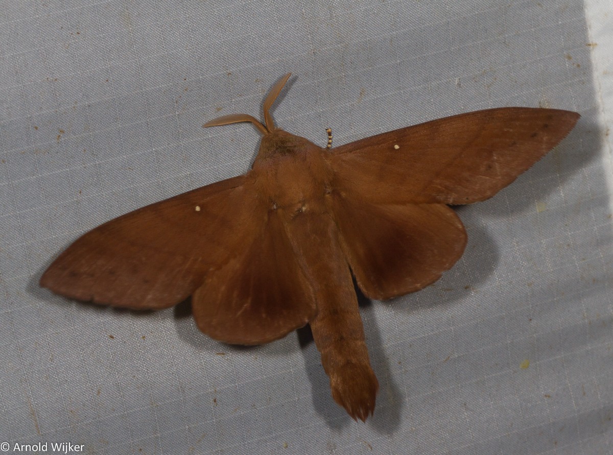 Suana concolor