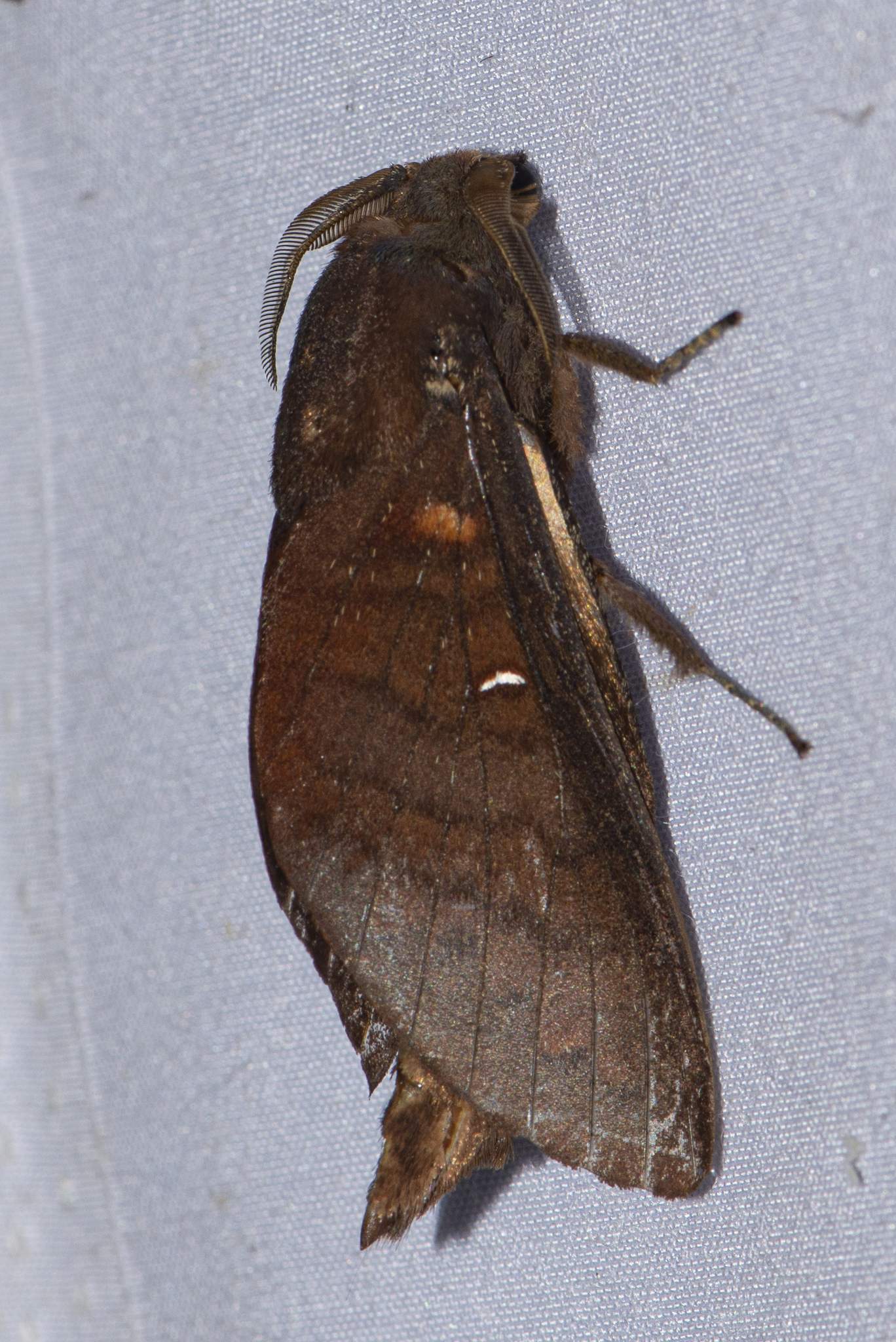 Suana concolor